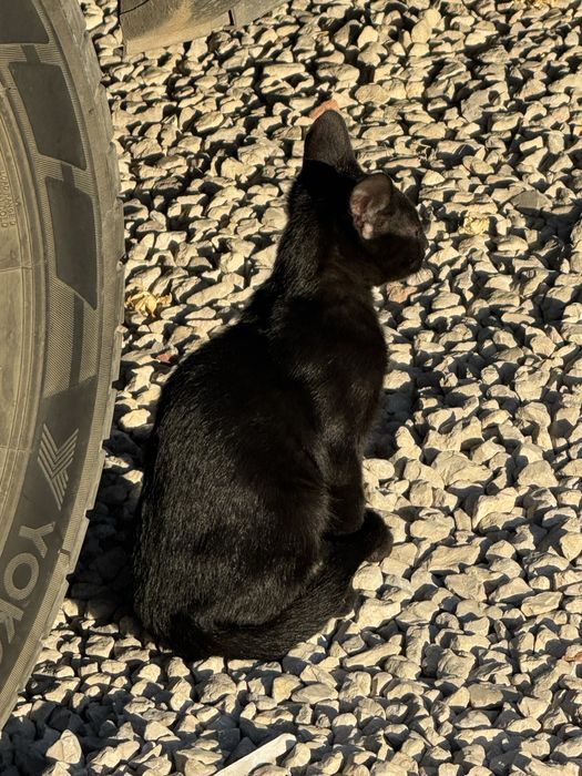 Gatinhos para adopção
