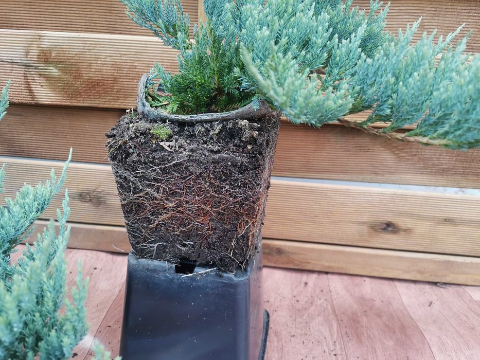 Jałowiec Płożący Blue Chip duży niebieski 40cm 5 letni