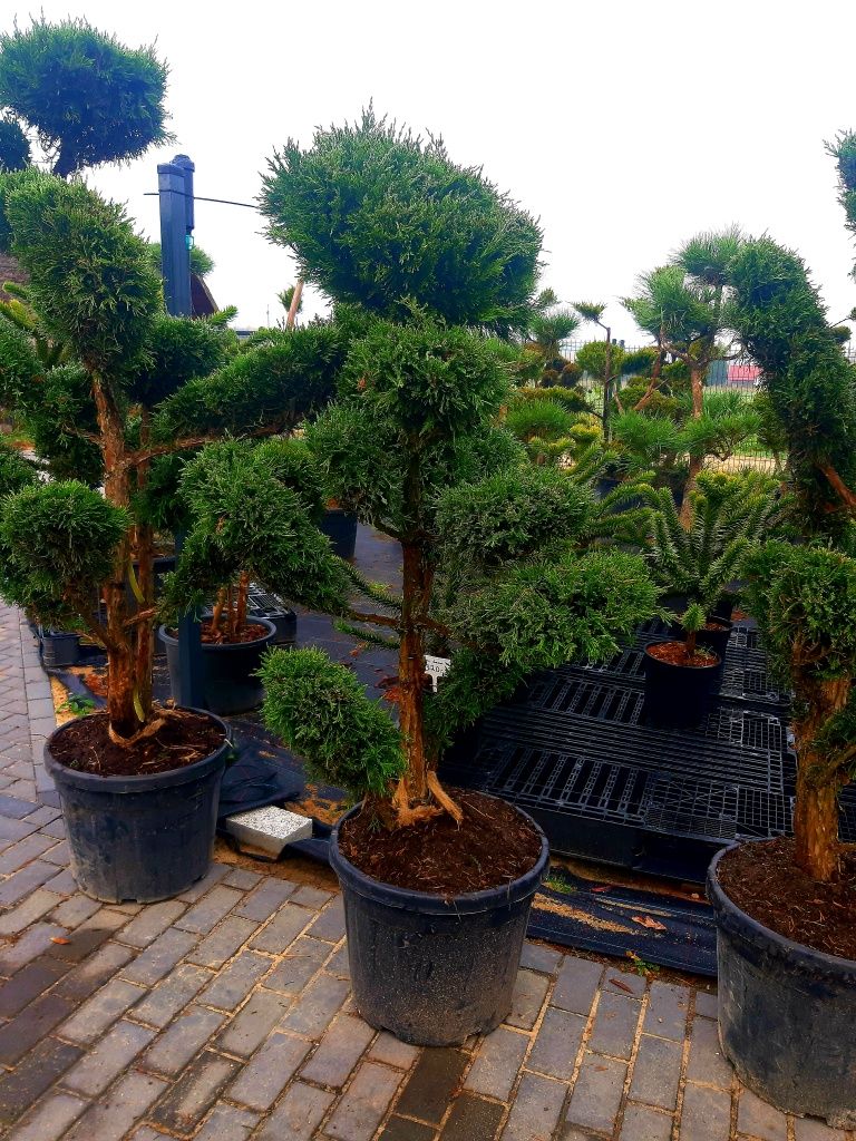 Jałowiec Bonsai Niwaki 140-200cm! Sosna klon szmaragd laurowiśnia!