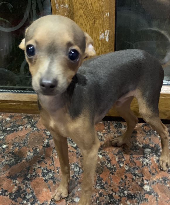 Той тер’єр для в’язки