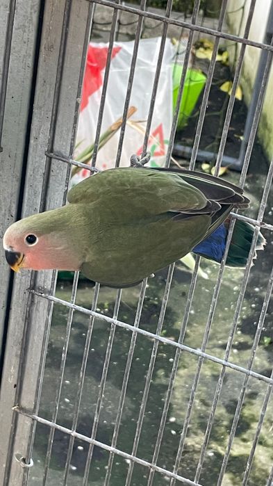 Agapornis roseicollis novos