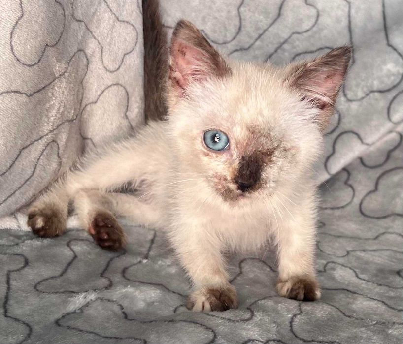 Особлива дівчинка шукає саму люблячу маму!