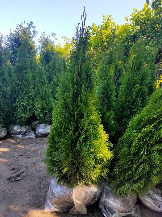 Саджанці плодових дерев та кущів