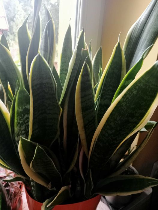 Duza  sansevieria