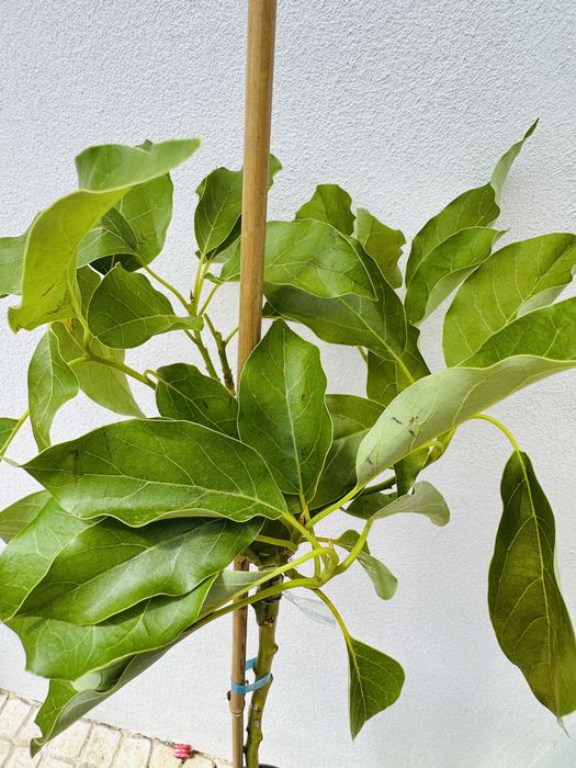 Abacate enxertado Pinkerton, Zutano, Fuerte, Reed, Hass, Bacon