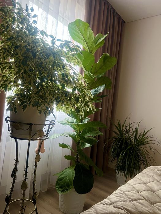 Фікус Лірата 180 см. висота