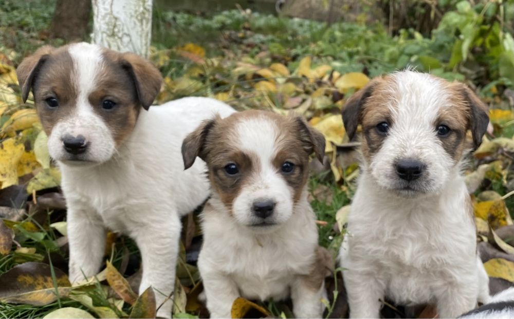 Продам цуценята джек- рассел