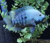 Electric blue texas cichlid/Электрик блю техас цихлазома