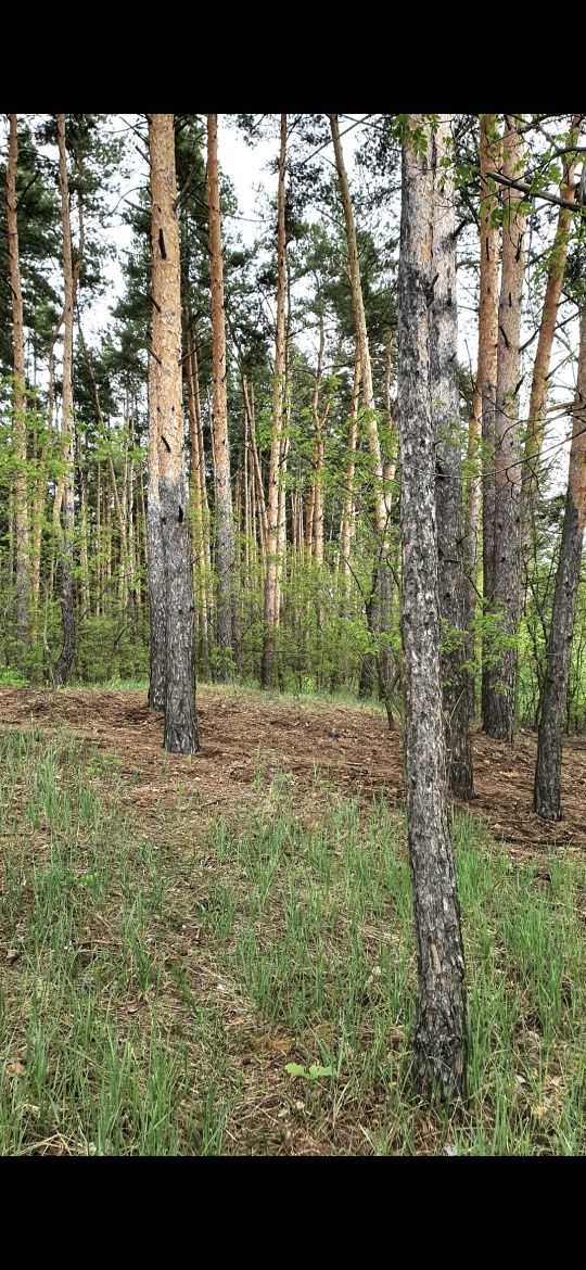 с.Проців, супер ділянка з виходом у ліс, 16 соток