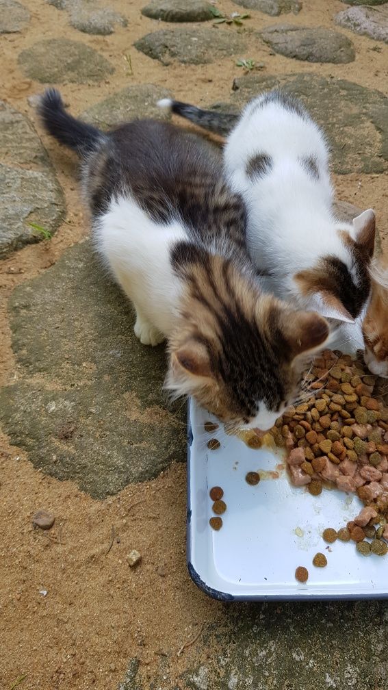 Przekażę kotki do adopcji