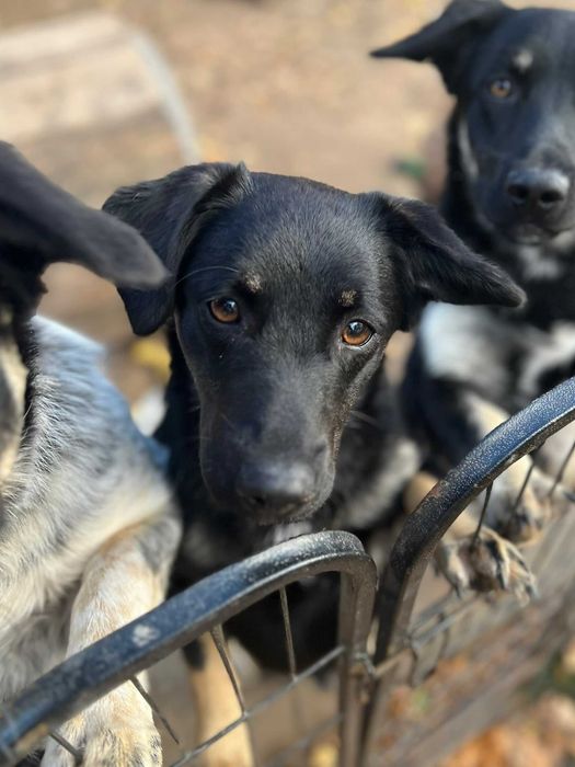 Łagodna Milusia  SZCZENIAK szuka kochającego domu!