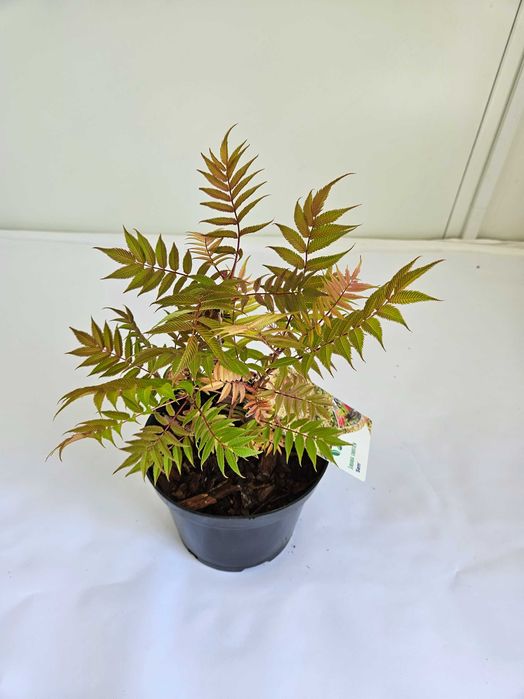 Tawlina jarzębolistna (Sorbaria sorbifolia)