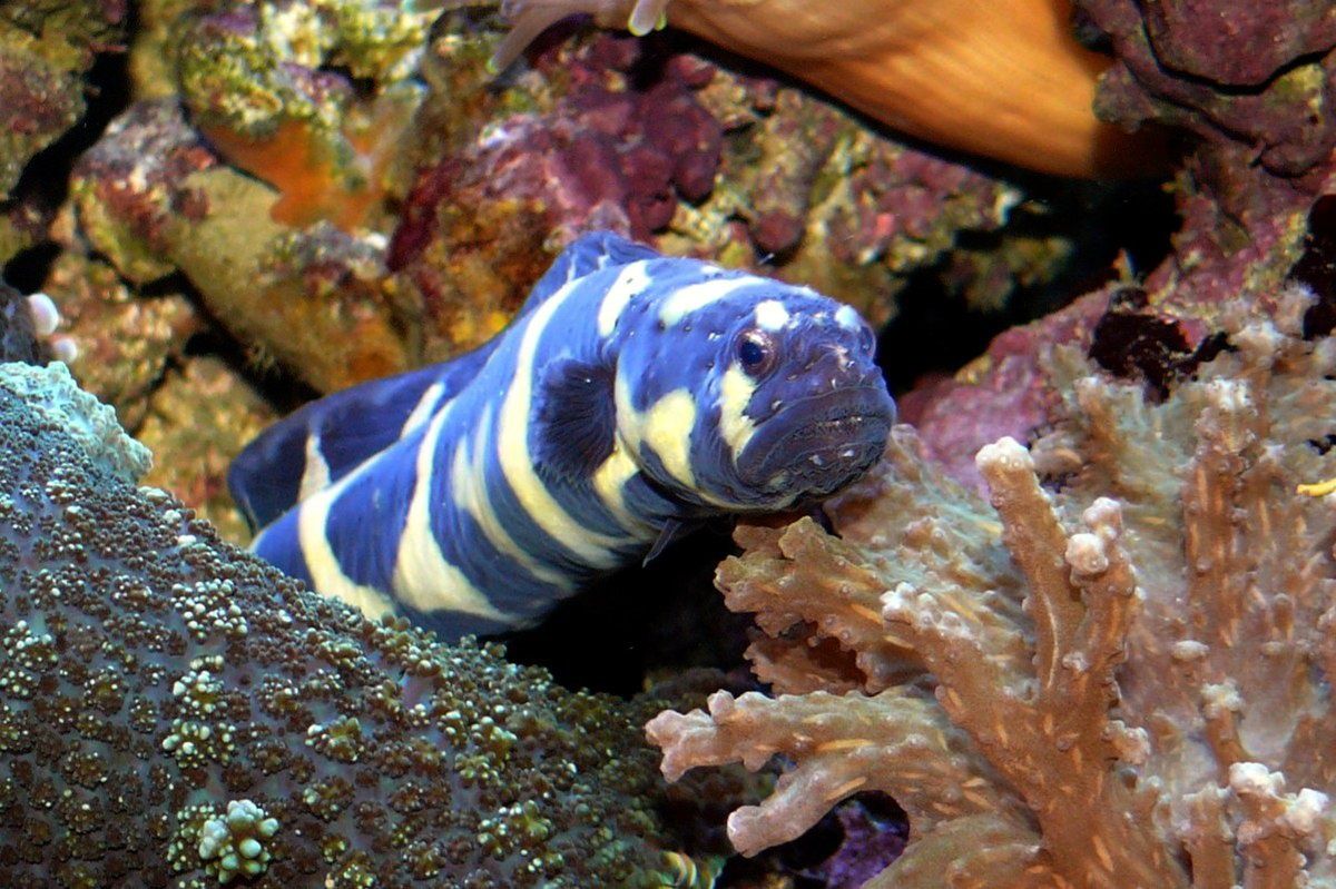 Akwarium morskie Pholidichthys leucotaenia duża w centki