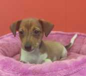 Jack Russell Terrier piesek numer 3