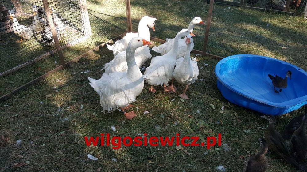 Gęsi na wage dowóz gratis