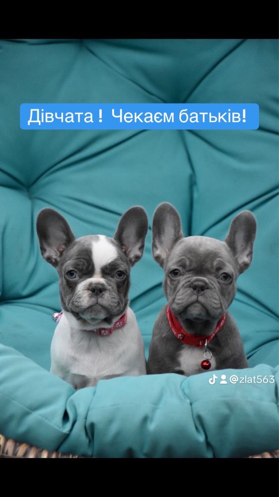 Цветные бульдожки