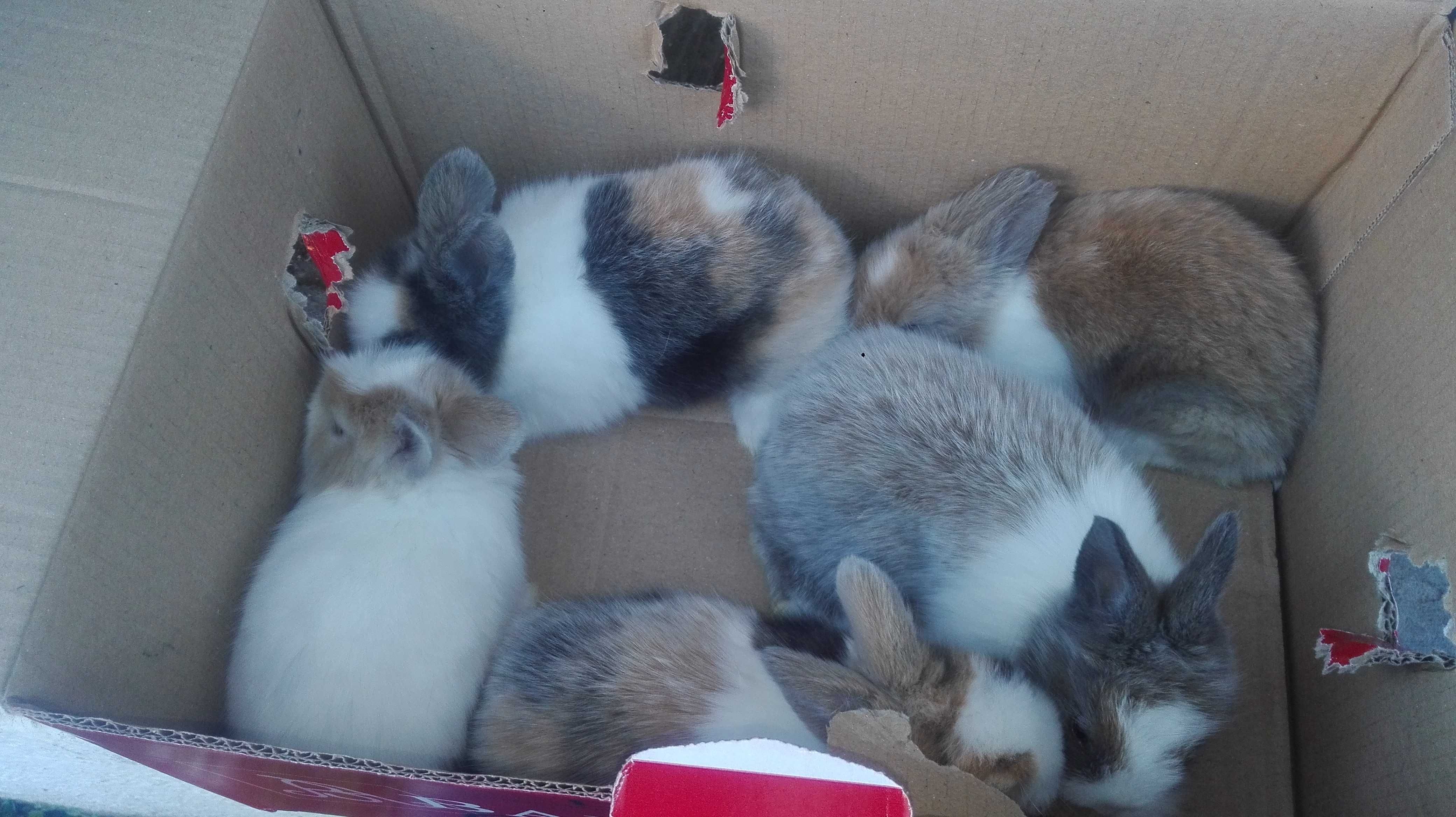 Vendo coelhos anões fofinhos pequeninos