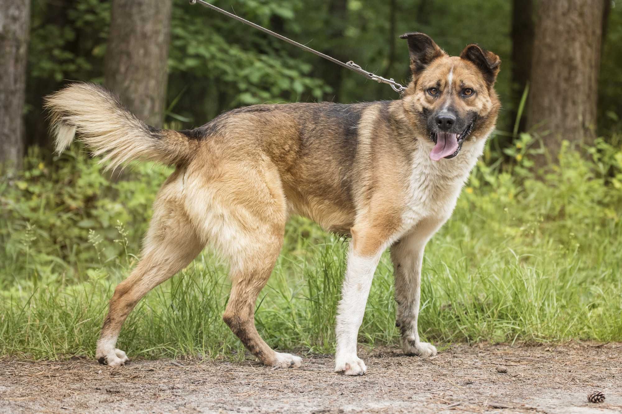 Stich - pięknie umaszczony, posłuszny, cudowny psiak do adopcji