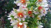 Ora Pro Nobis (Pereskia aculeata) - Planta Alimentação Saudável