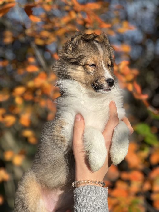 Owczarek szetlandzki sheltie szczenię ZKwP FCI