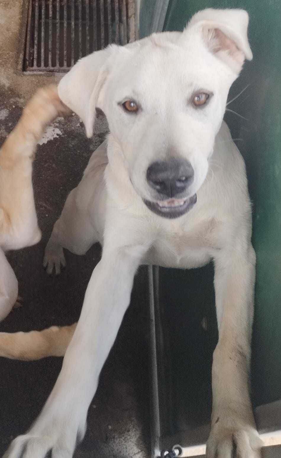 MACHO (xLabrador, 6 Meses) Para Adoção