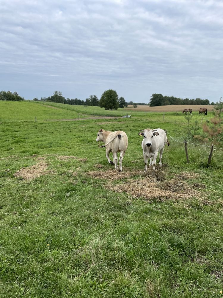 Jałówki bydlo piemontese hereford