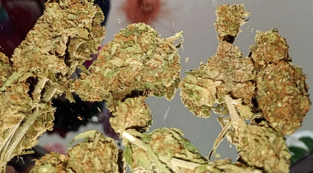 3g Godfather OG Susz Roślinny cbl cbc cbgh ! Działa !