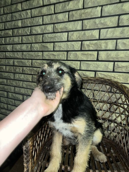 Собачки у добрі руки