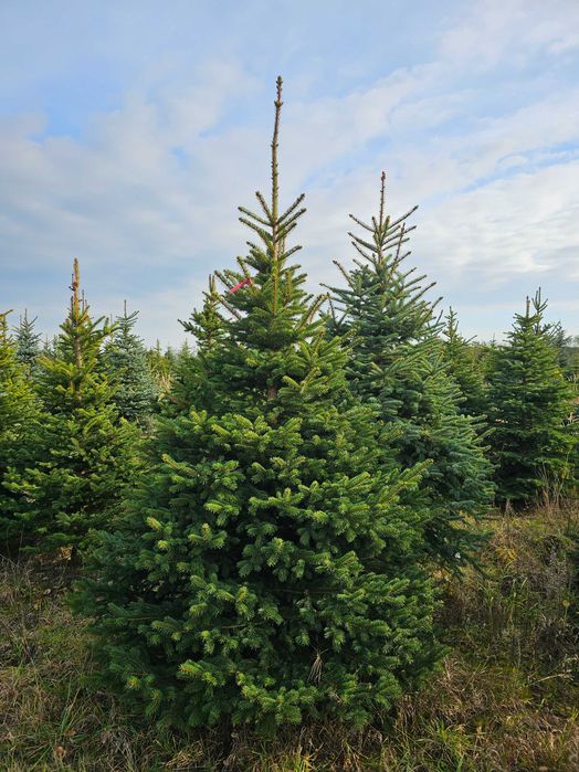 Choinki Plantacja, Świerki, Srebrne, Jodły, Doniczki