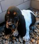 Basset hound pies Świętego Huberta