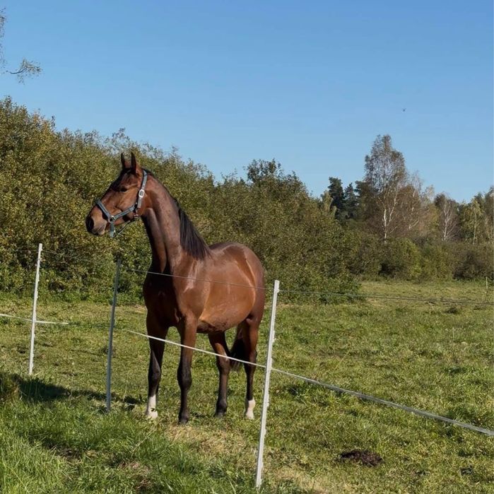 Sprzedam konia(wałach)