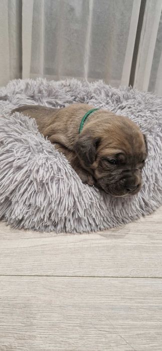 Cane corso piesek rodowodowy