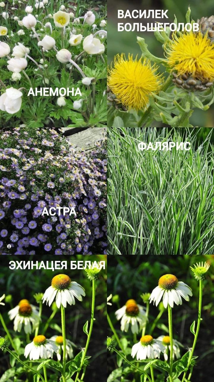 Лилия Кандидум Ирисы Ромашка Многолетние Цветы и Кустарники