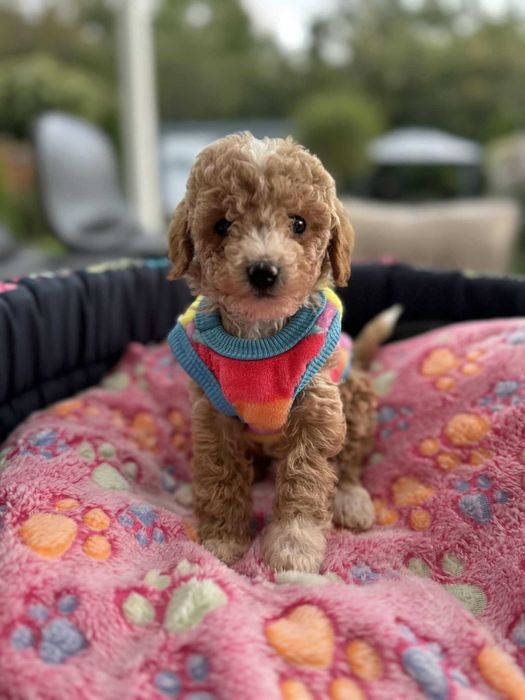 TOBI Maltipoo F1 owieczka mama maltańczyk tata pudel toy MINI
