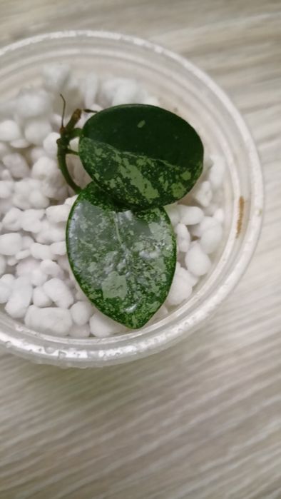 Hoya mathilde splash