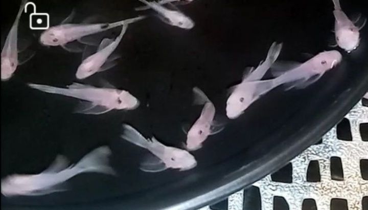 Ancistrus Snow White long fin weloniasty glonojad zbrojnik