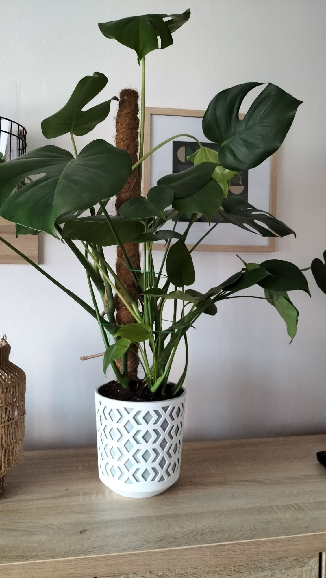 Monstera doniczkowy