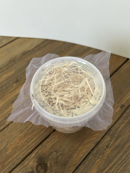 Muszki owocówki D. Hydei – hodowla 500 ml