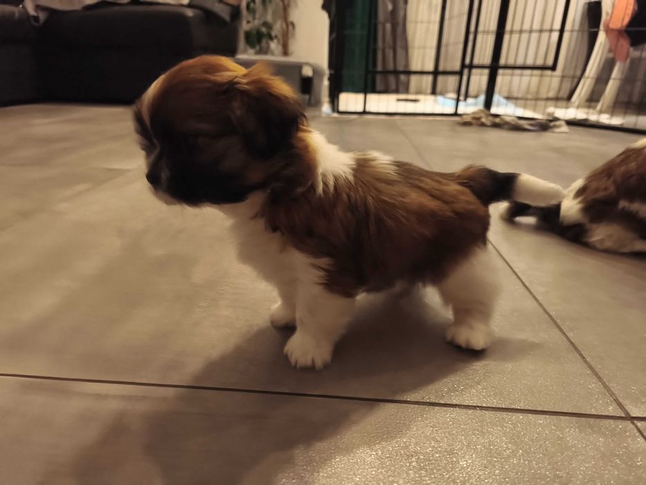 Aktualne Piesek SHIH TZU samiec
