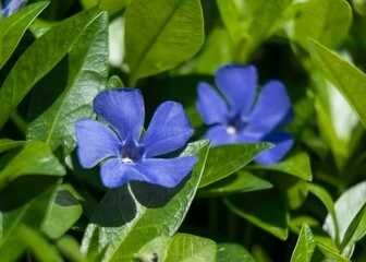 Barwinek pospolity 300 SZTUK sadzonki zadarniający 20 cm pod drzewa