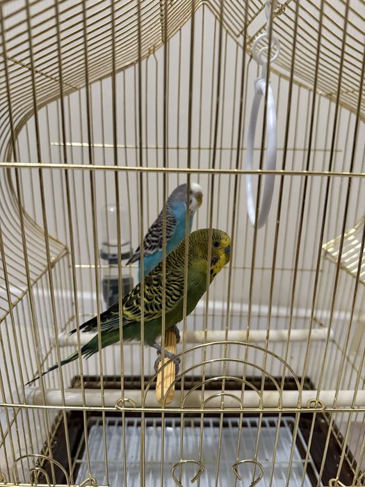 Клітка для папуги. стільчик для годування