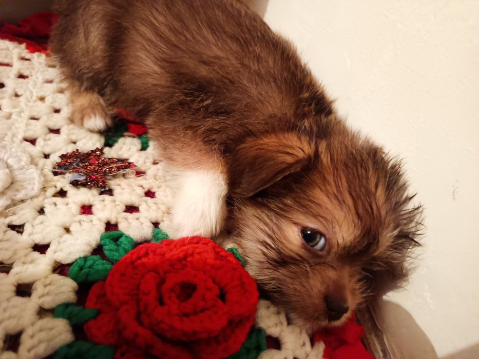 Отдам в хорошие руки (мама шитцу папа Йорк )