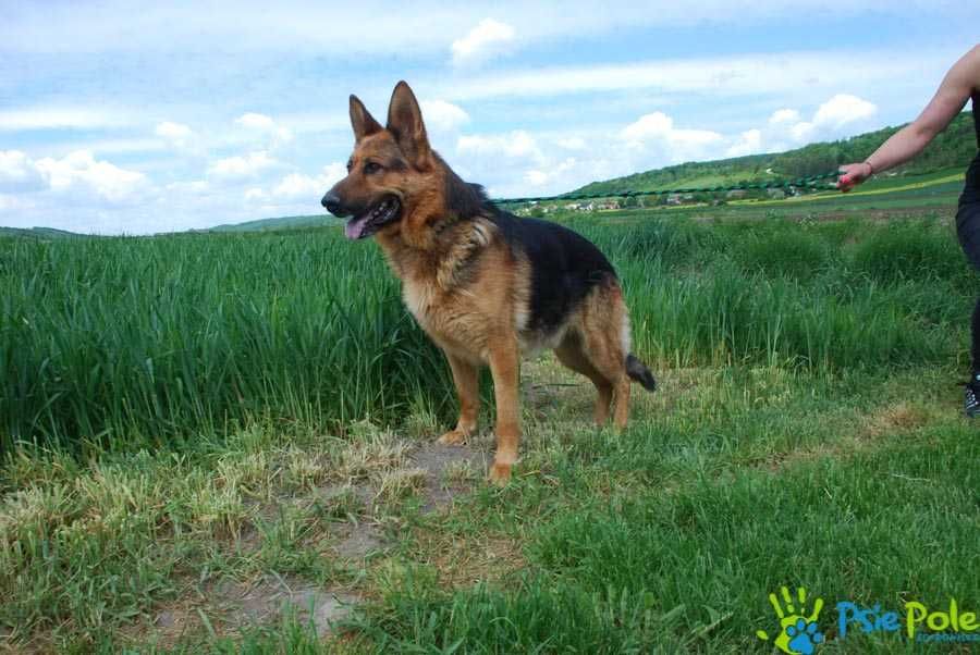 ESPO- Bardzo skrzywdzony owczarek szuka odpowiedzialnego opiekuna,