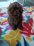 Czekoladowy shih-tzu