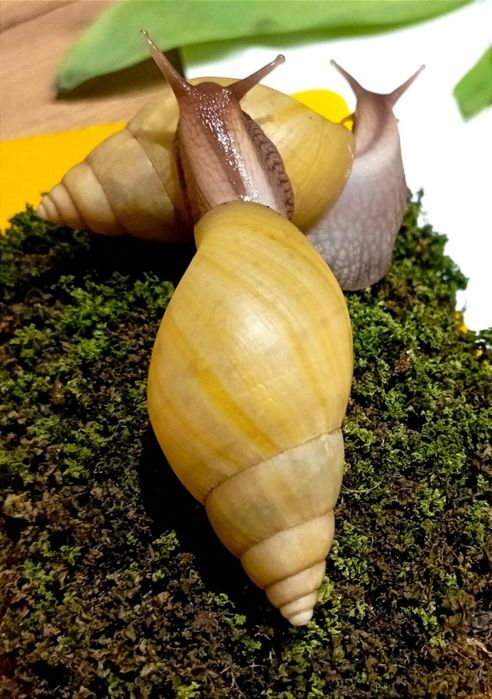 Ślimaki afrykańskie, Lissachatina fulica rodatzi.