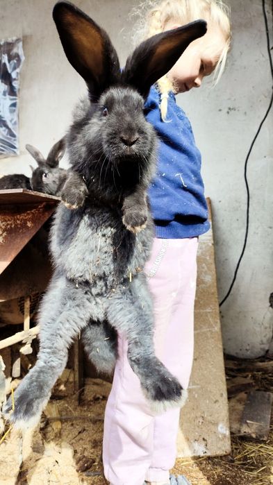 Продам кролей на племя
