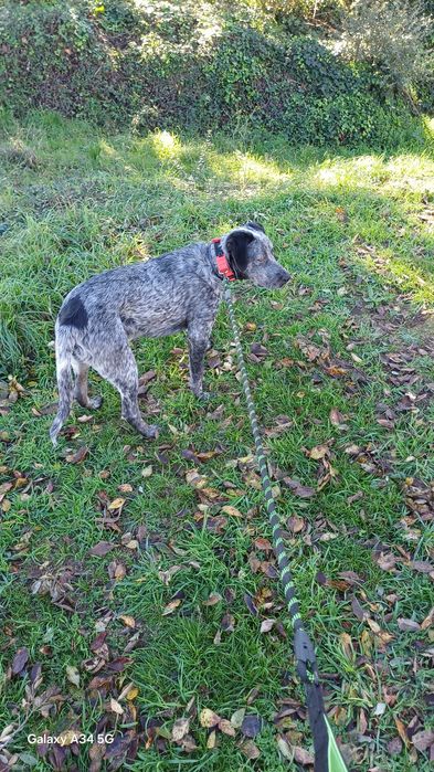 Macho com 8 meses com chip