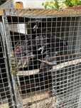 Lote de casais loris