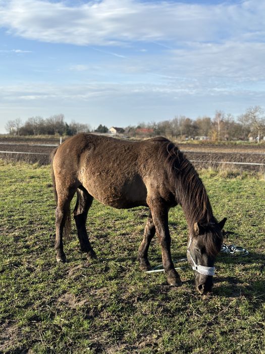 Wałach huculski, hucuł