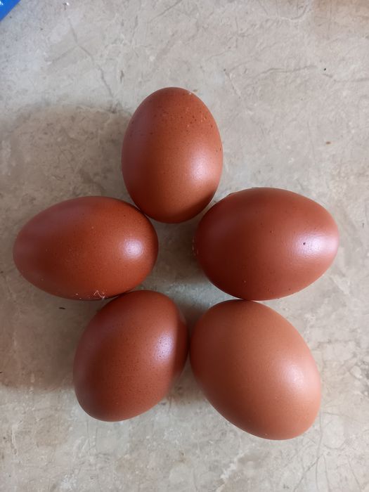 Яйця чорно медний маран